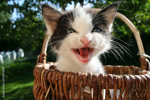 Foto Chaton