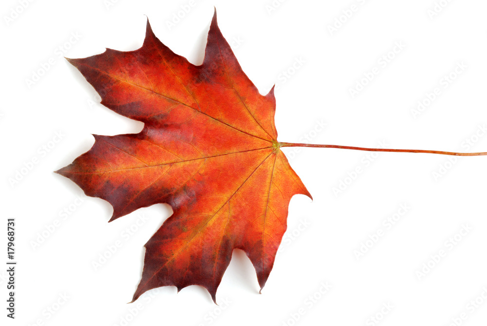 Fototapeta premium canadian maple leaf in the autumn