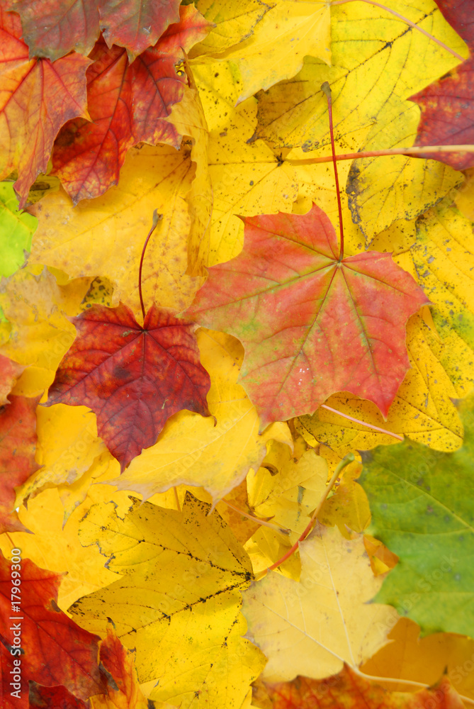fall colored maple foliage