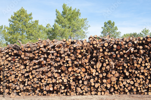 Pine firewood stacked