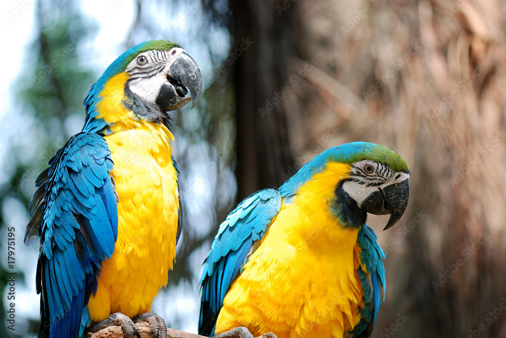 beautiful parrot beautiful parrot