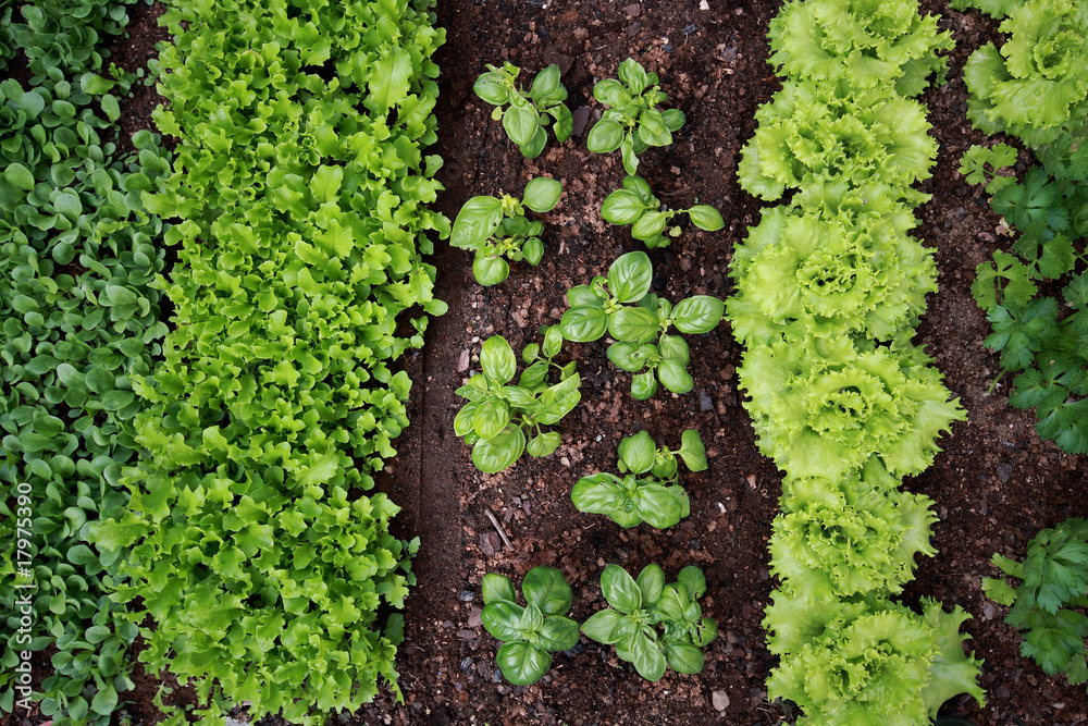 Fototapeta premium orto