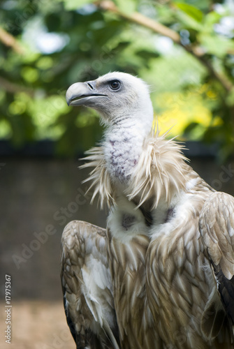 vulture