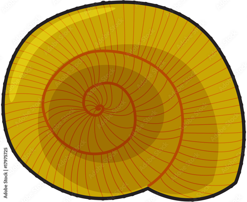 Fototapeta premium snail shell