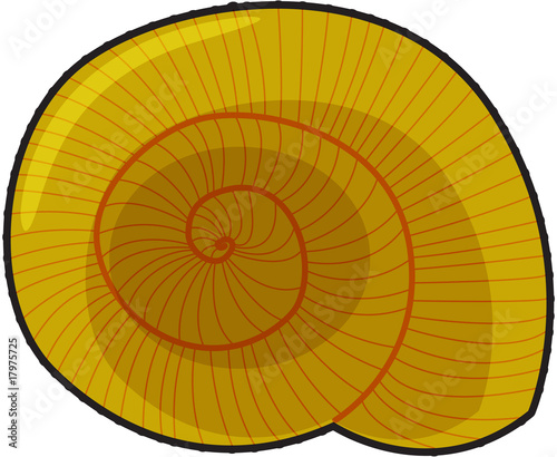 snail shell