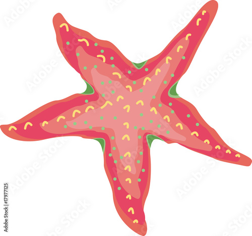 sea star fish