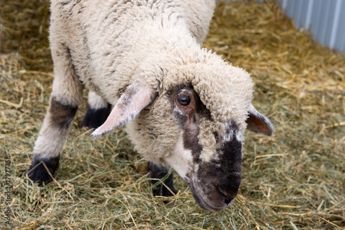 Lamb Looking Curious.