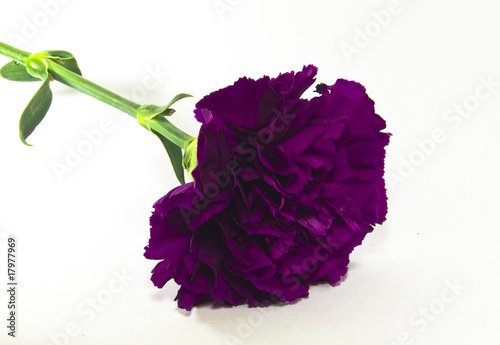 Purple carnation flower