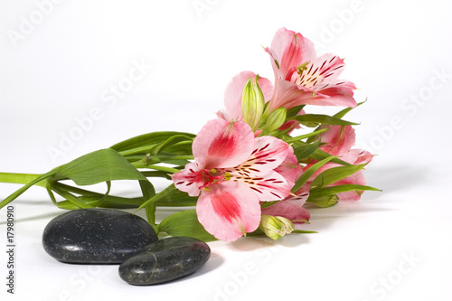 Spa still life with wild pink orchid over on white background