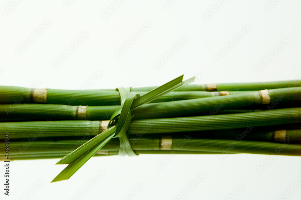 Obraz premium Schachtelhalm
