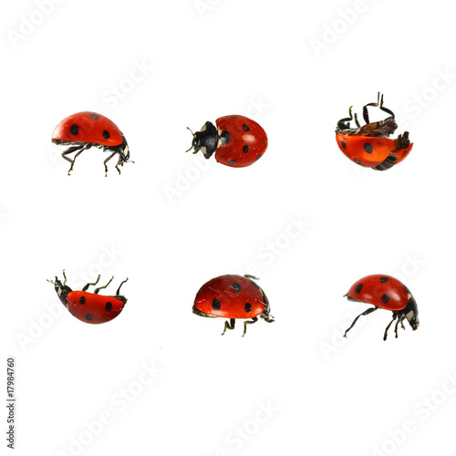 Collection of ladybugs isolated on white © EtiAmmos