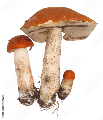 Orange cap boletus isolated on white