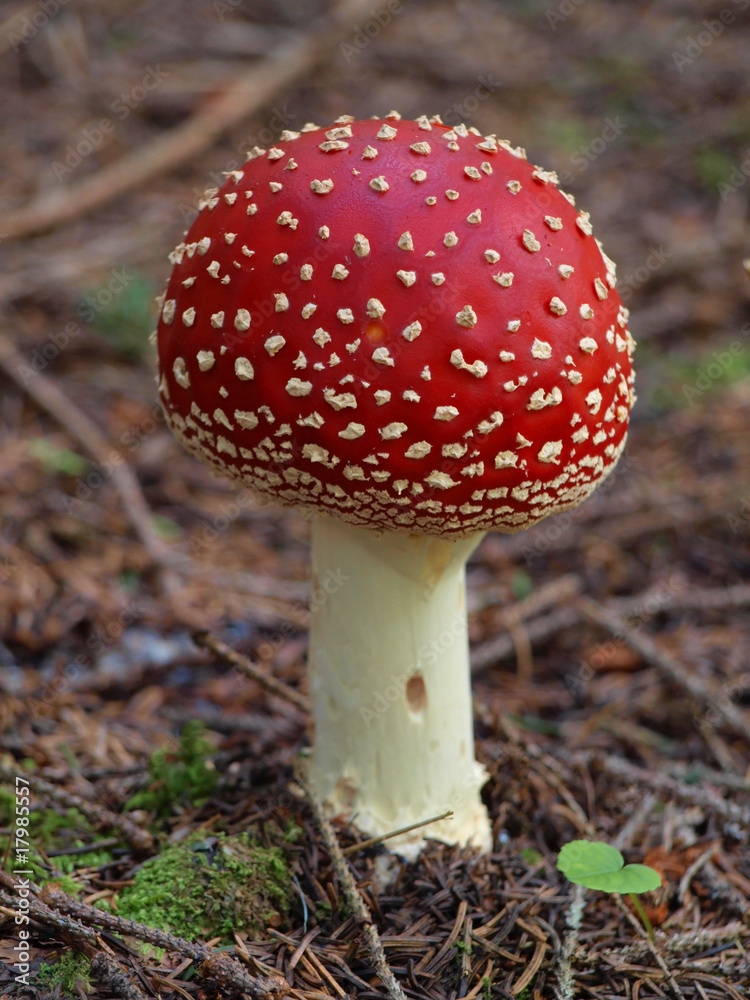 Fly agaric mushroom on needle texture Fly agaric mushroom on needle texture
