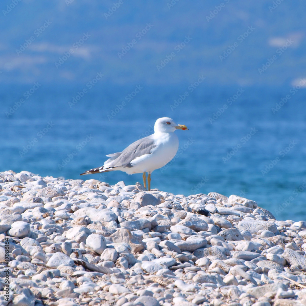 Seagull on the pebbles Seagull on the pebbles