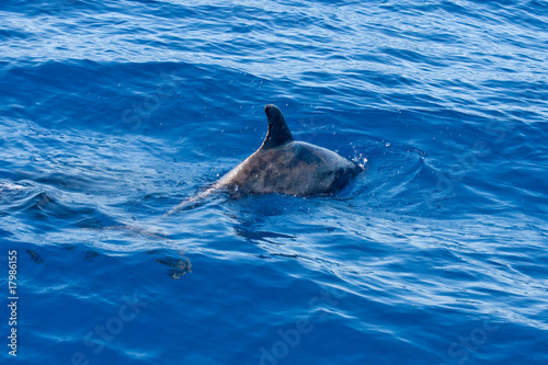 Delfinflosse
