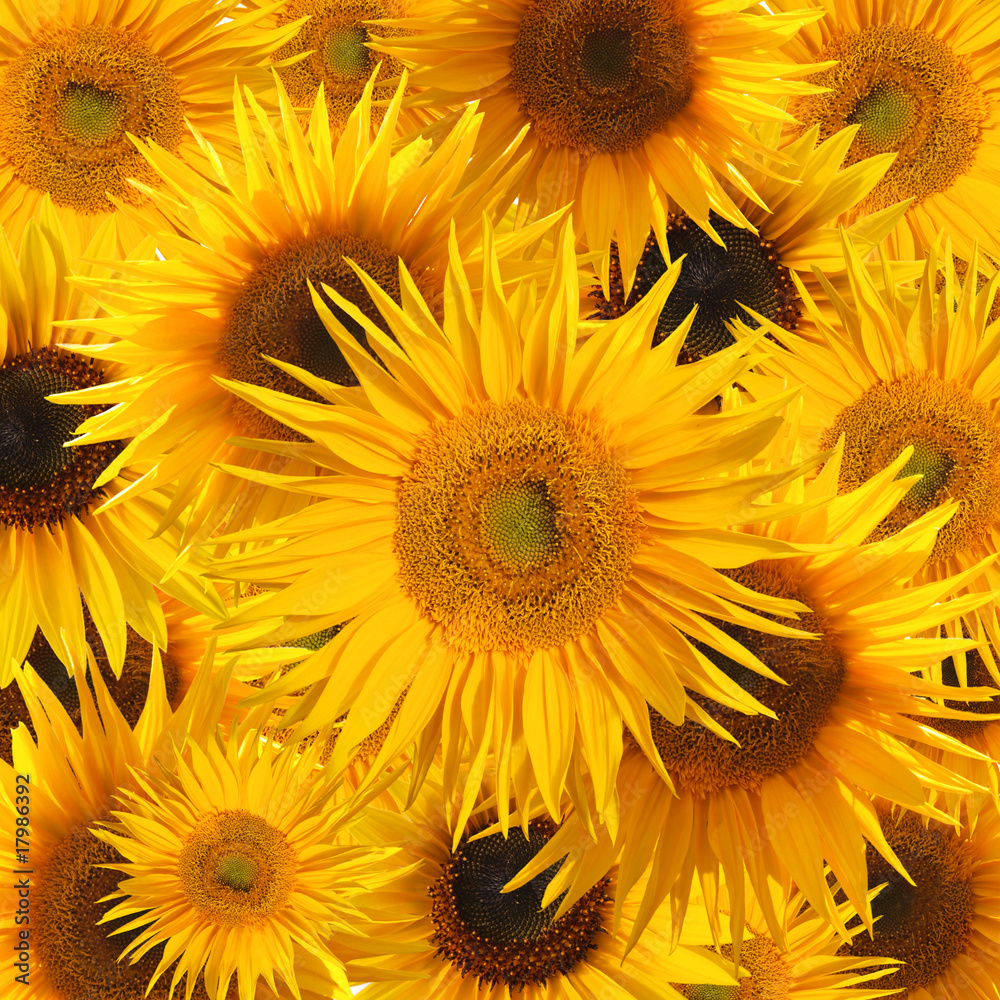 Fototapeta premium Sunflower blooms background