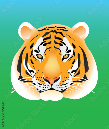 Tiger portrait