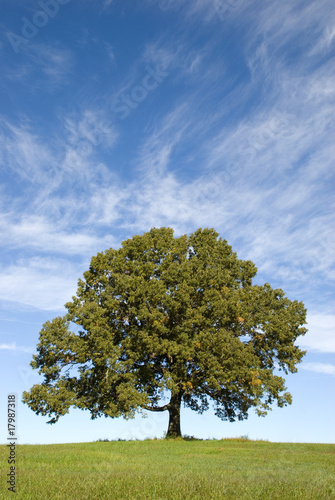Large Oak Tree with Pretty Blue Sky
