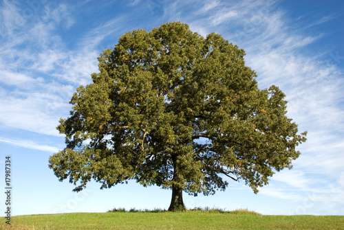Fotografiet Large Oak Tree with Blue Sky