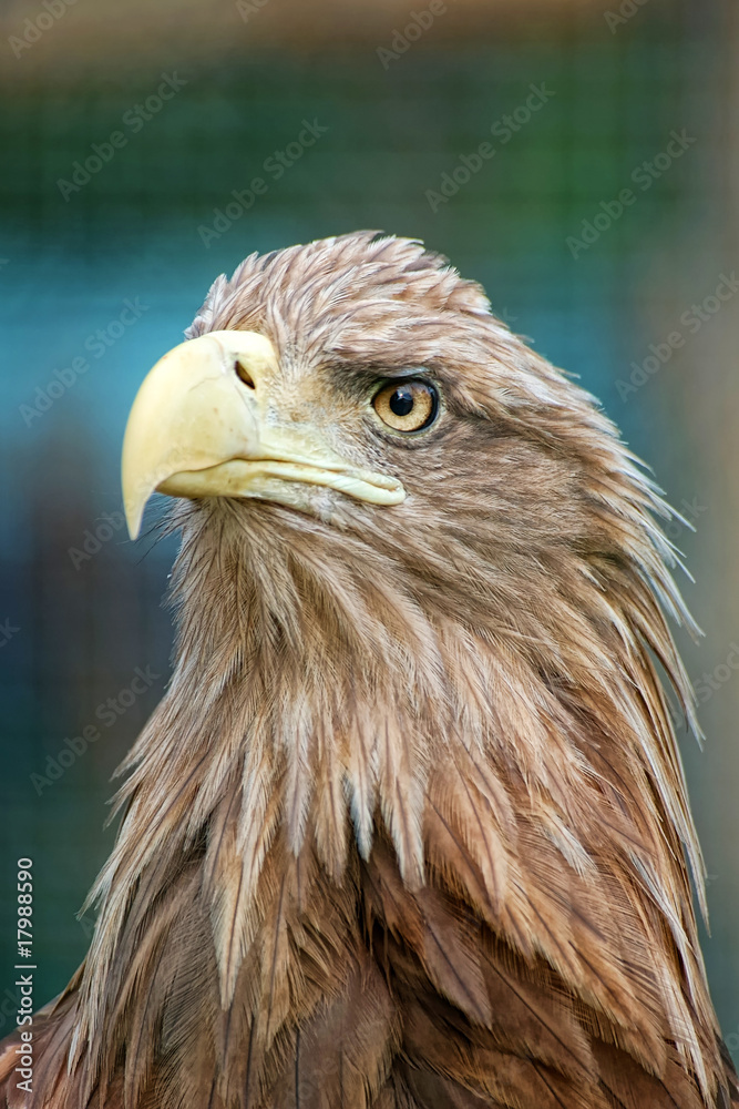 Fototapeta premium Portrait of eagle