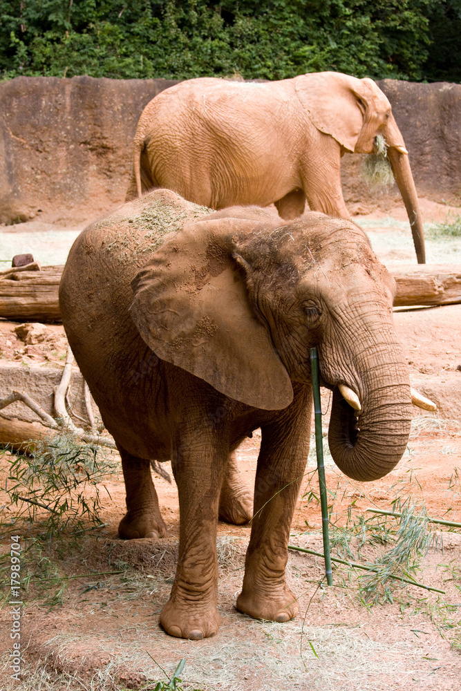 Naklejka premium African Elephant