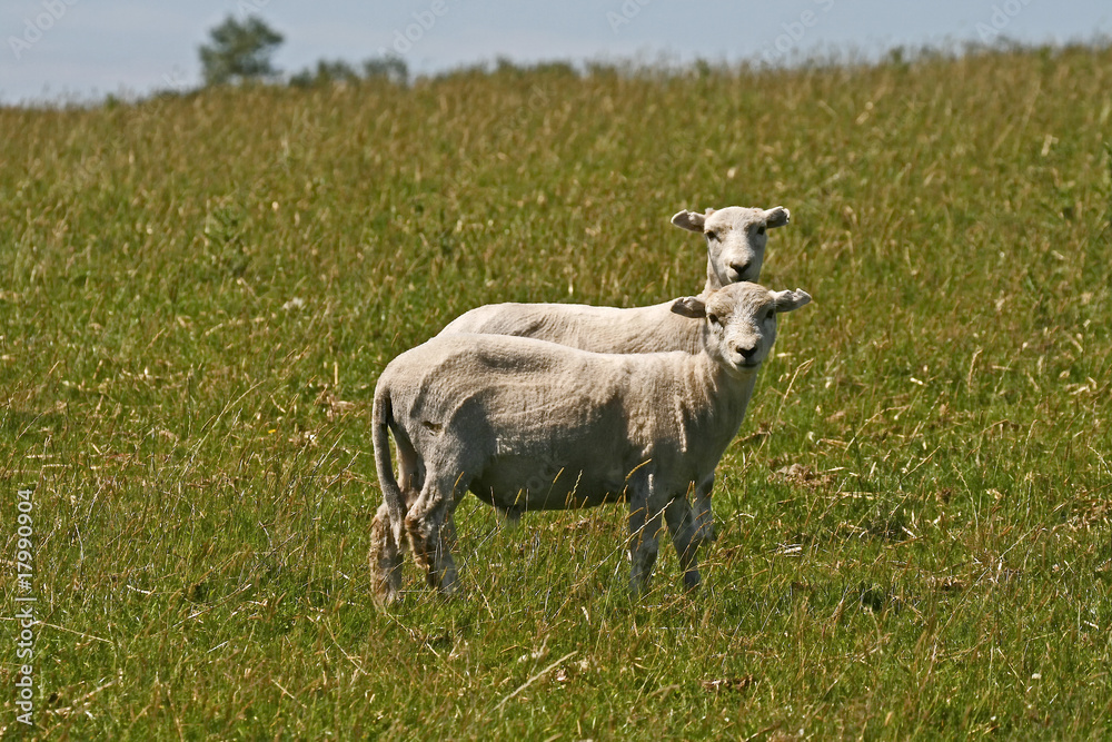 Obraz premium Schaf im Bodmin Moor, Colliford Lake, Cornwall, England
