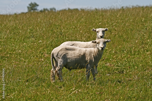 Schaf im Bodmin Moor  Colliford Lake  Cornwall  England