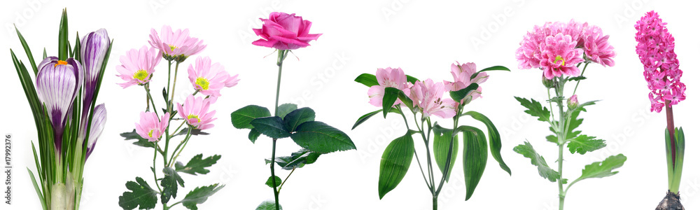 Fototapeta premium set of pink flowers