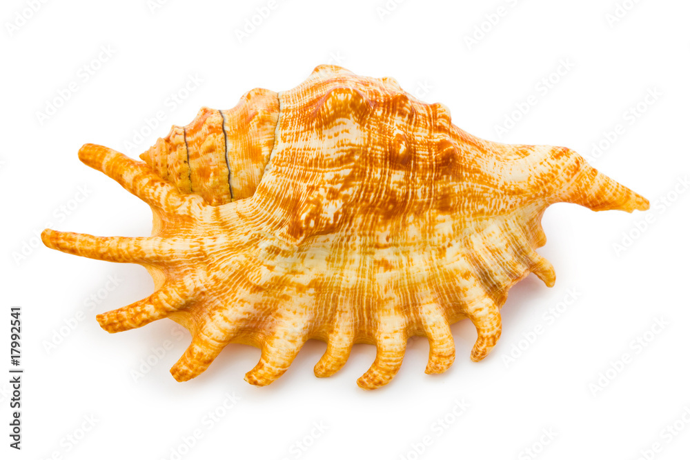 Sea conch Sea conch