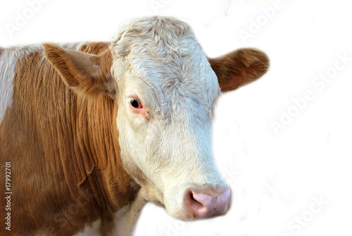 The Cow © Skovoroda