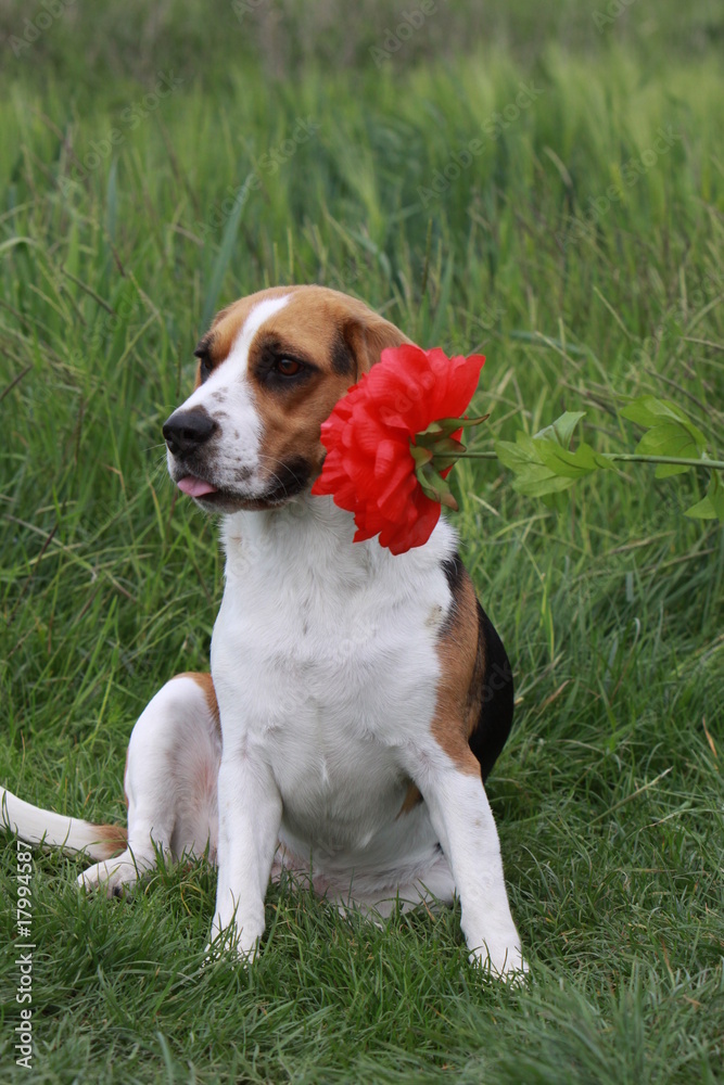 Beagle mit roter Blume