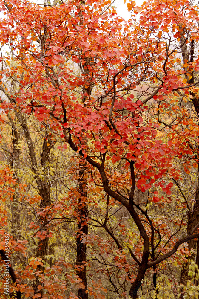 Red Leaves in Autumn.