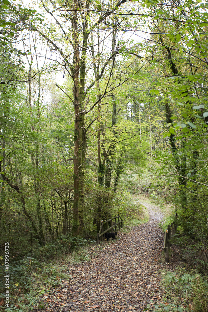 Obraz premium forest path