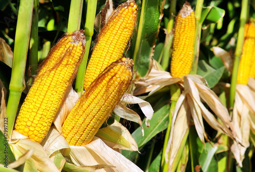 Yellow corn in agricultural field.