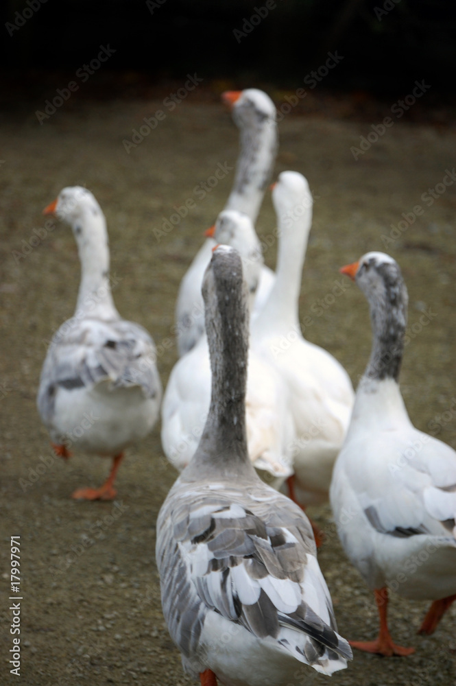 Obraz premium Leaving geese