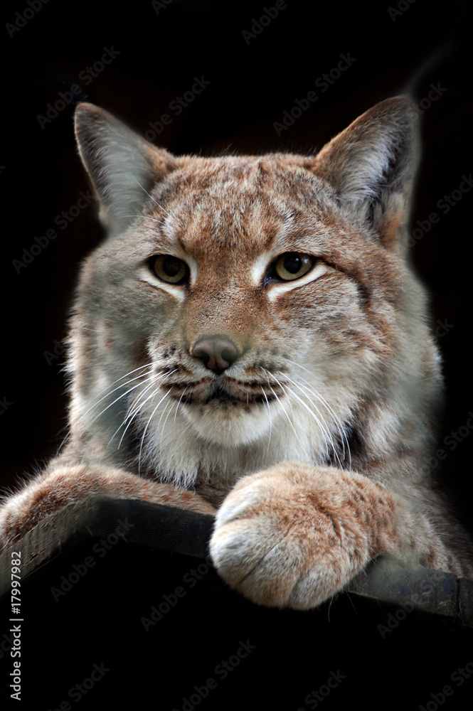Obraz premium Lynx