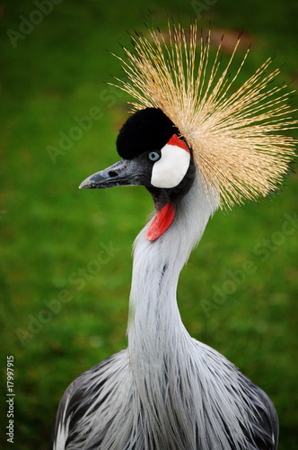 Grey crowned crane in Haag 5