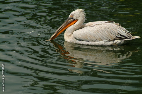 Pelikan and reflection resting