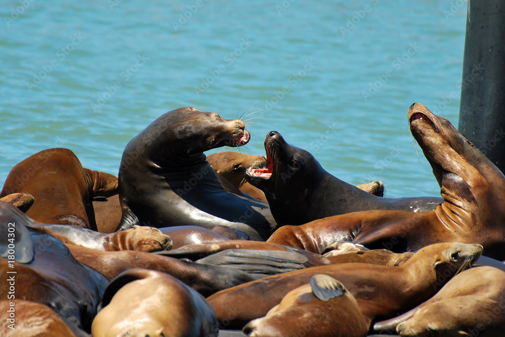 Fototapeta premium Sea Lions