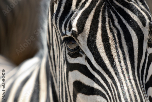 zebra eye  etosha national park  namibia
