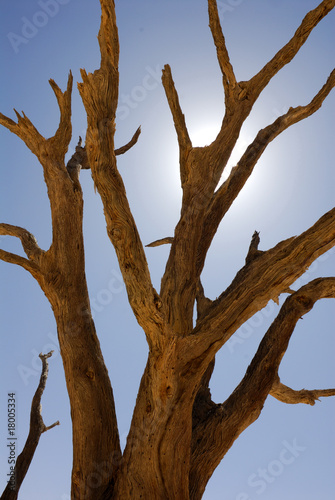 Toter Baum, dead vlei, namib naukluft national park, namibia © Frank Becker