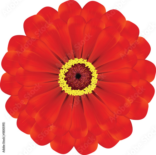 Gerbera Red flower