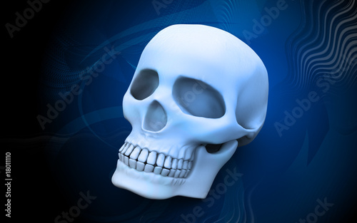 Skull