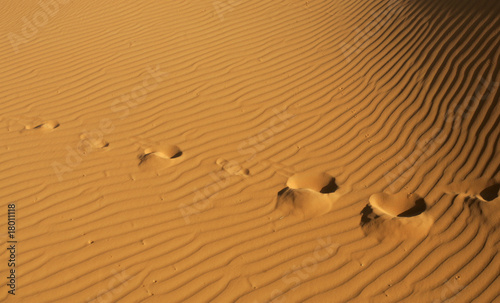 Orme sulla Sabbia del Deserto