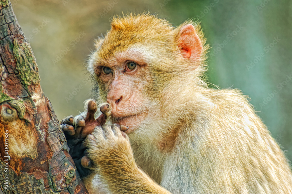 Obraz premium Funny monkey put fingers into mouth