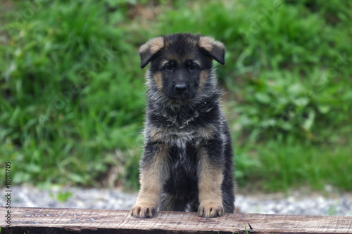 jeune chiot berger allemand assis sagement de face