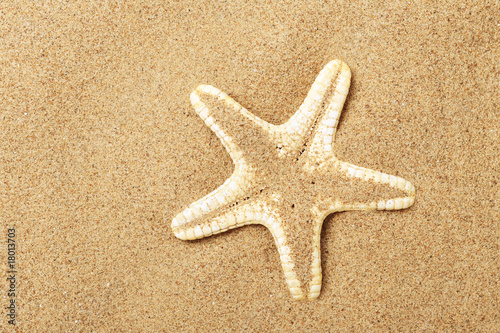 Starfish lie on seacoast