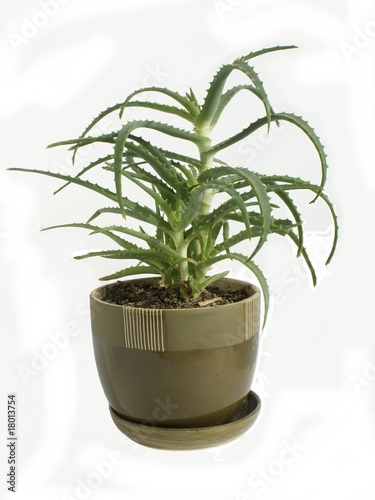 aloe plant in pot