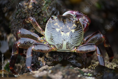 Close-up  macro  of a crab on a rock