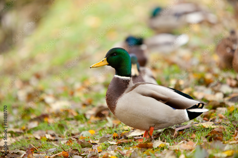 duck duck